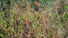 Rumex usambarensis