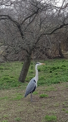 Ardea cinerea