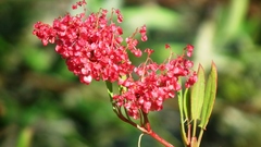 Rumex usambarensis