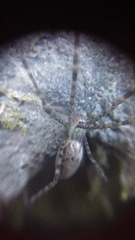 Psechrus