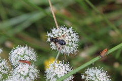 Eristalis rupium