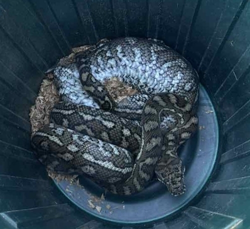 Coastal Carpet Python sighting