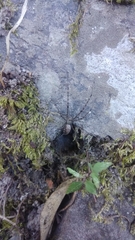 Psechrus