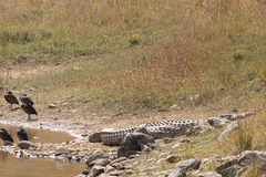 Crocodylus niloticus cowiei