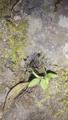 Psechrus
