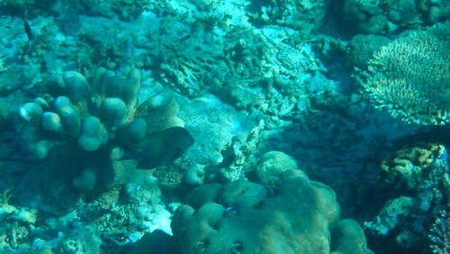 Lined Bristletooth — seen at this dive site