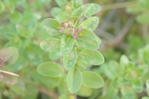 materina dúška (Thymus)