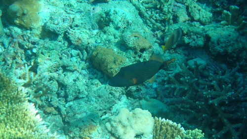 Blacklip Butterflyfish (Chaetodon kleinii)