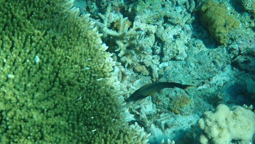 Mimic Surgeonfish (Acanthurus pyroferus)