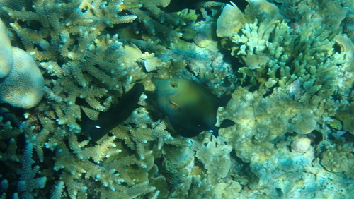 Brown Tang — seen at this dive site