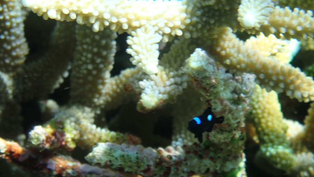 Three-spot Dascyllus (Dascyllus trimaculatus) - recorded at Batu Moncong Bay