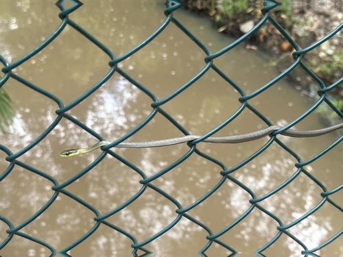 Common Tree Snake sighting