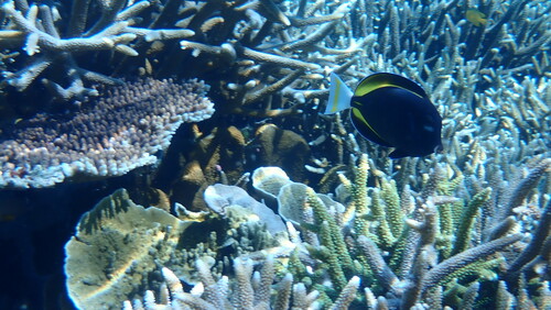 Whitecheek Surgeonfish (Acanthurus nigricans)