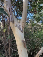 Eucalyptus platyphylla