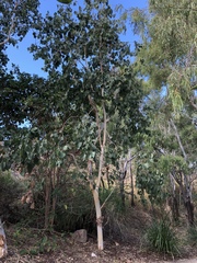 Eucalyptus platyphylla
