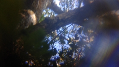 Ptilinopus porphyreus