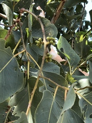 Eucalyptus platyphylla