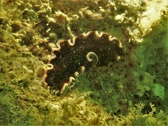 Pseudobiceros hancockanus