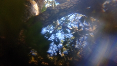 Ptilinopus porphyreus