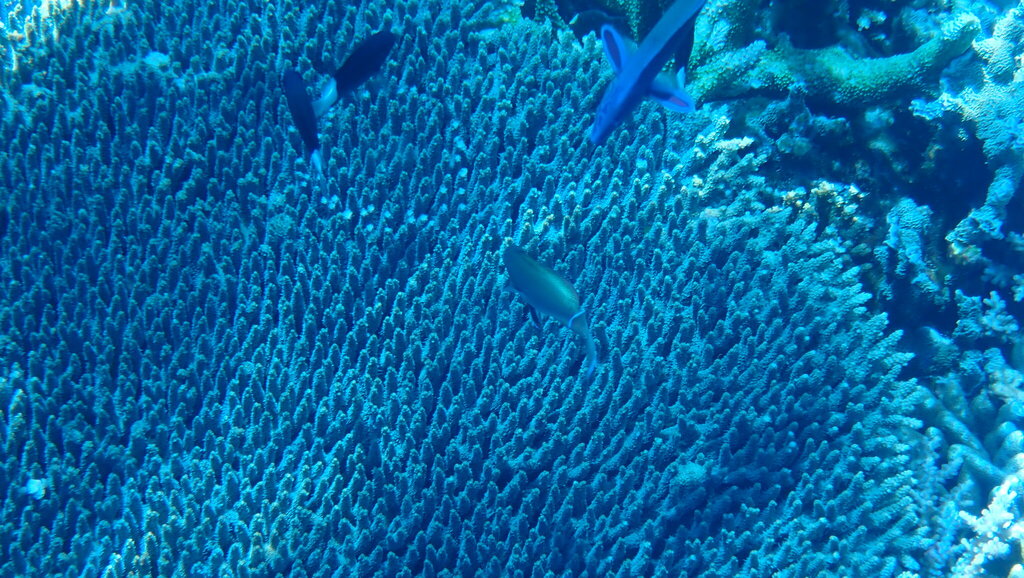 Moon Wrasse (Thalassoma lunare) - recorded at Saloka Rock
