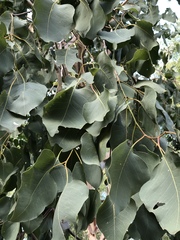 Eucalyptus platyphylla