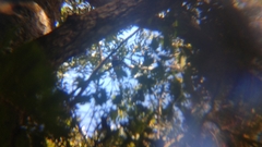 Ptilinopus porphyreus