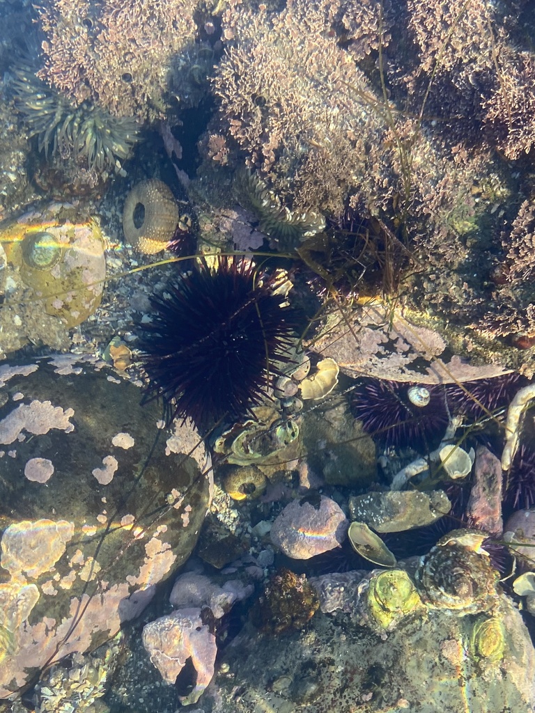 Red Sea Urchin From Bah A De Todos Santos MX On January 13 2025 At 03 Large