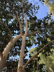 Eucalyptus platyphylla