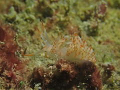 Sakuraeolis nungunoides