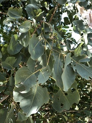 Eucalyptus platyphylla