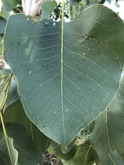 Eucalyptus platyphylla