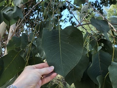 Eucalyptus platyphylla