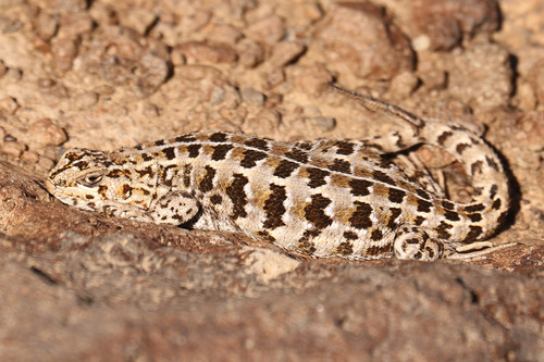 Santa Cruz Smooth-throated Lizard, Liolaemus avilai