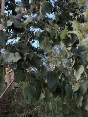 Eucalyptus platyphylla