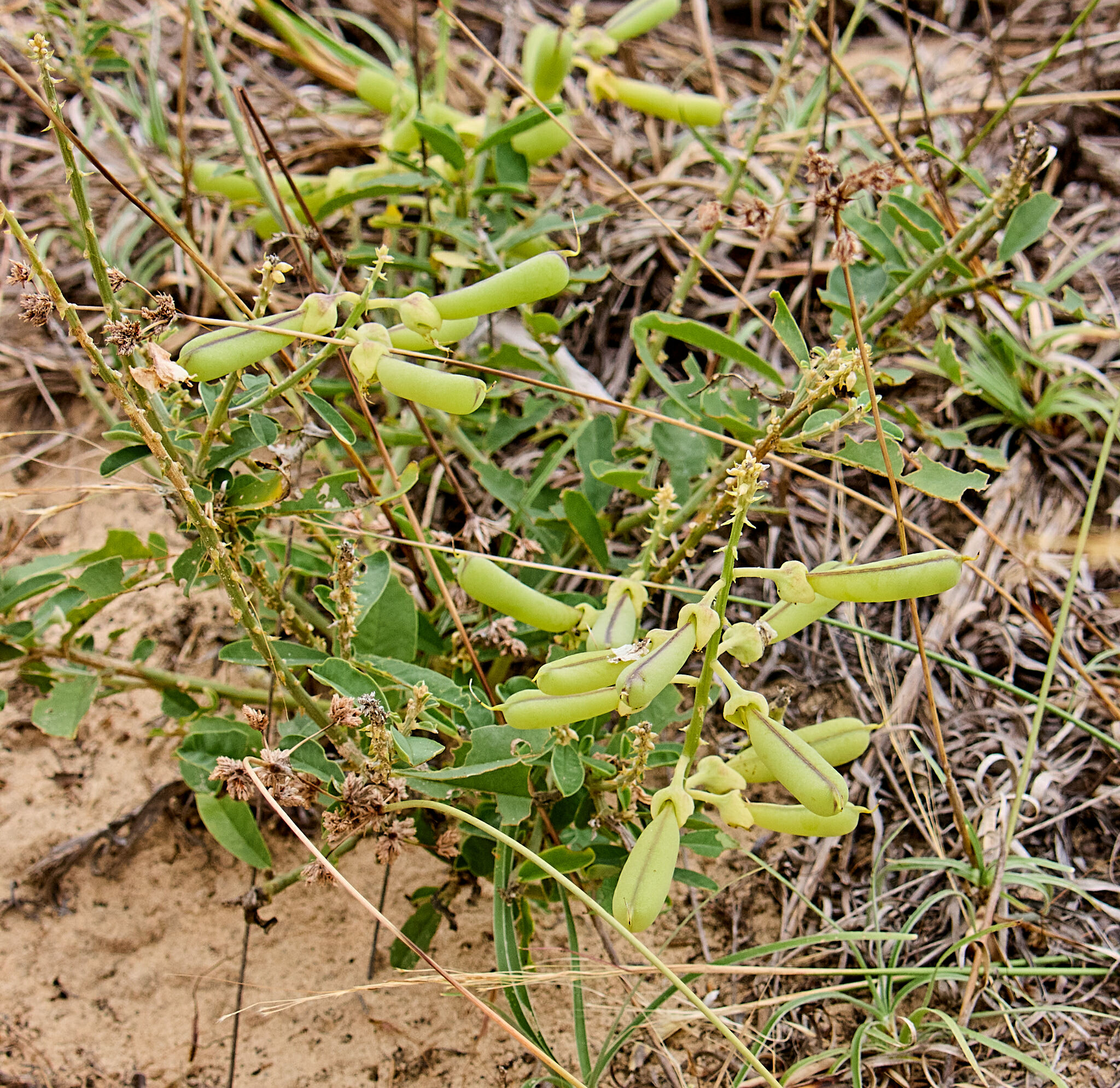 Crotalaria retusa (Crotalaria retusa)