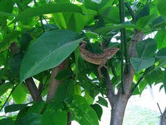 Calotes versicolor