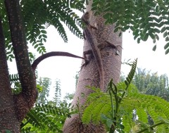 Calotes versicolor