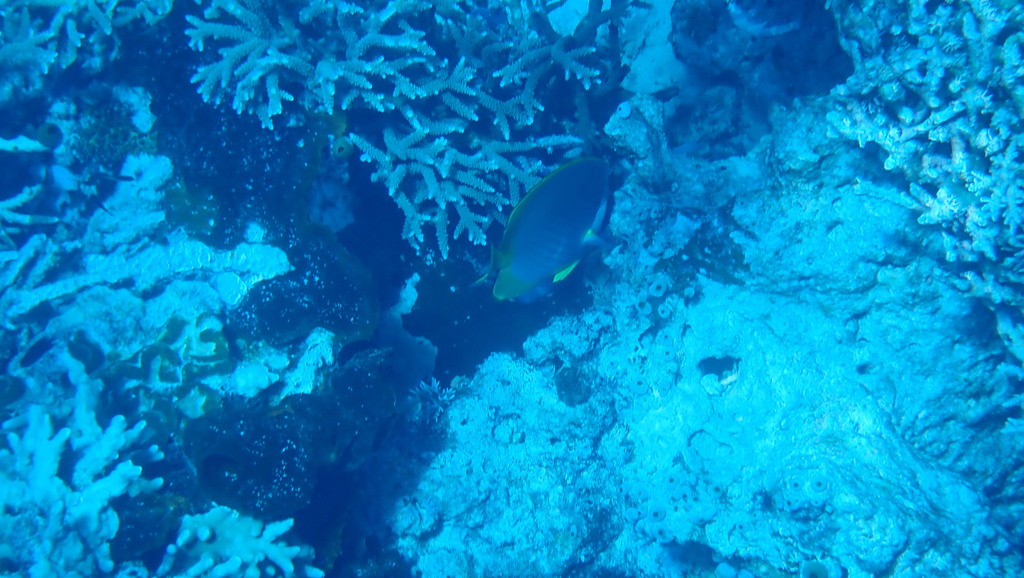 Bantayan Butterflyfish