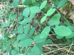 Lespedeza frutescens