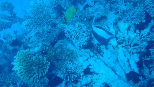 Lattice Butterflyfish (Chaetodon rafflesii)