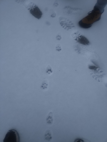 Bobcat photographed in Illinois