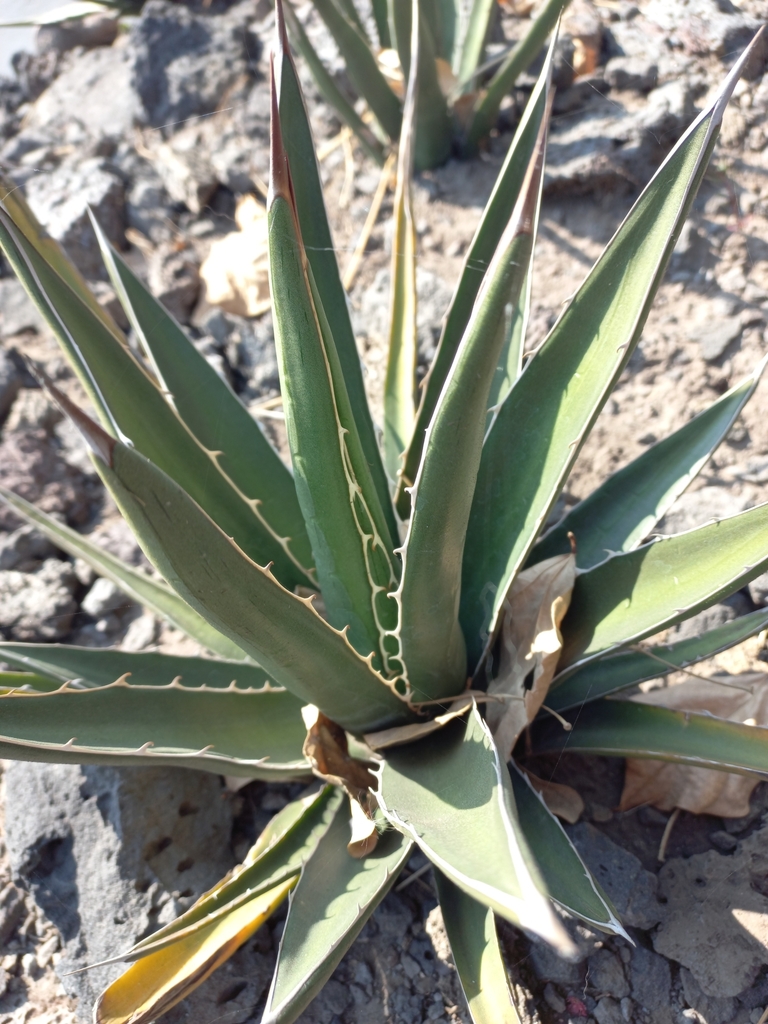 Agave triangularis, Comuneros Santa Ursula, 14049 Ciudad de México, CDMX, Mexico