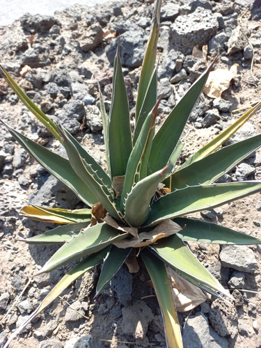 Agave triangularis