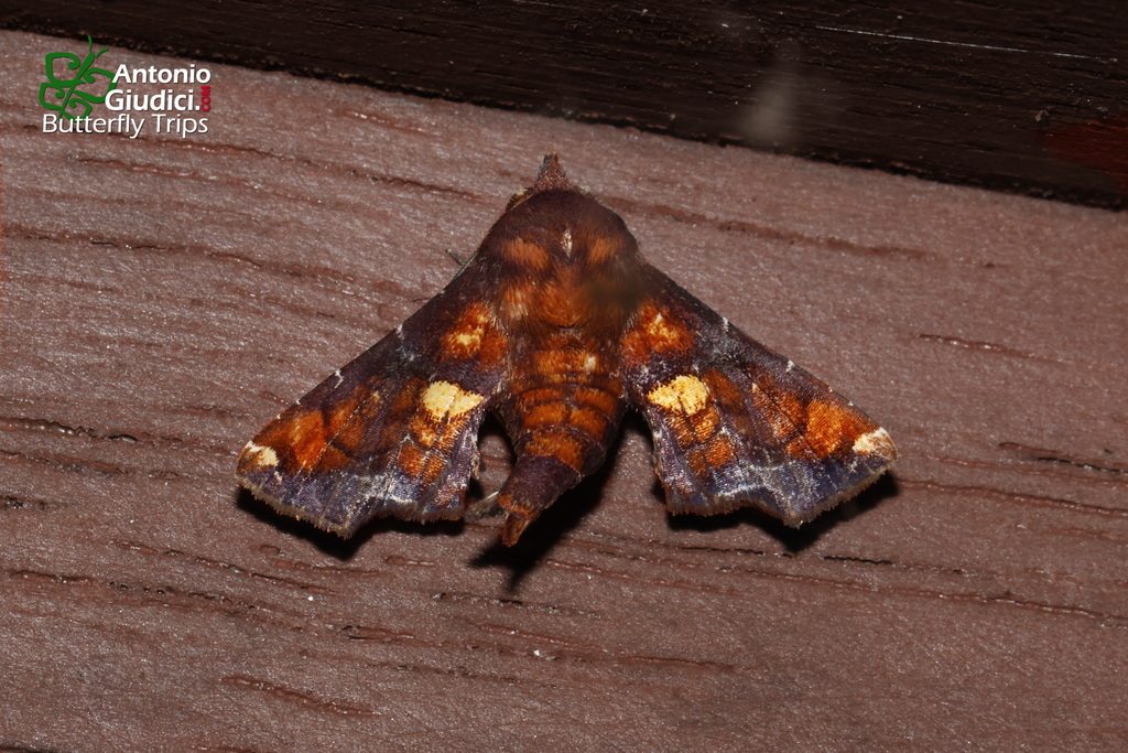 Penicillaria dinawaensis