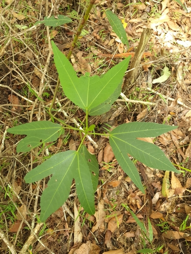 Foto de Vinagreira