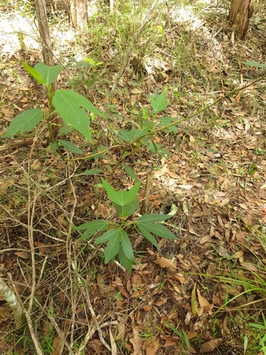 Foto de Vinagreira