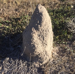 Nasutitermes triodiae