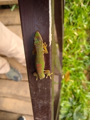 Phelsuma lineata