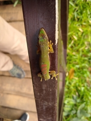 Phelsuma lineata