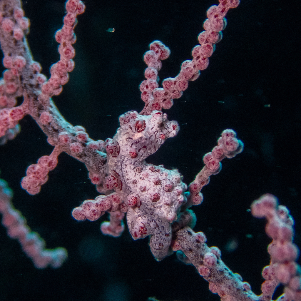Pale pygmy seahorse blending into a gorgonian branch